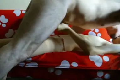 Skandal Bispak Jakarta Hotel Bintang Lima Viral